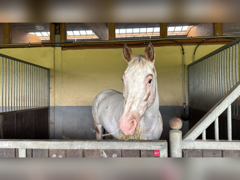 Appaloosa Stute 14 Jahre Red Dun in Hamm