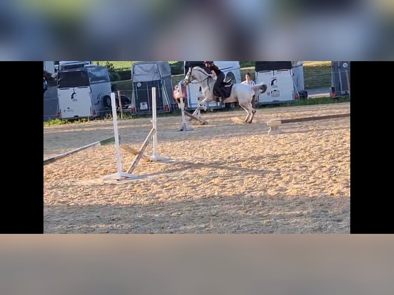 Appaloosa Stute 14 Jahre Red Dun in Hamm