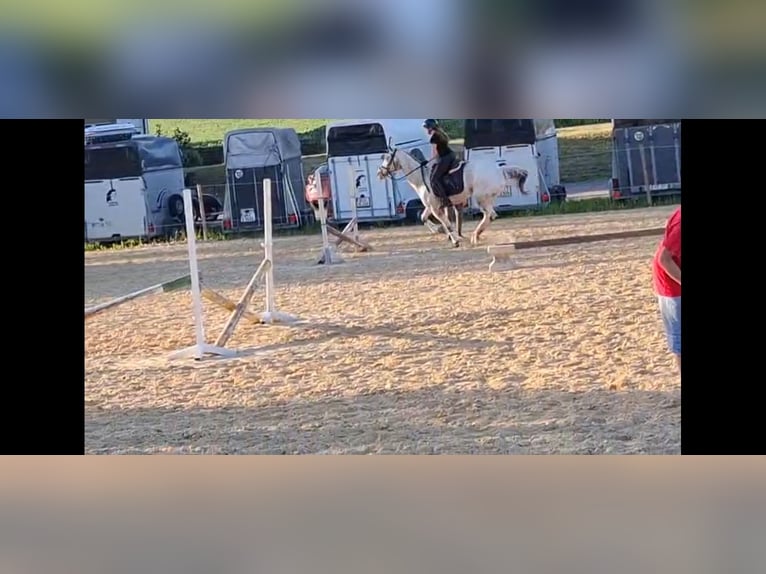 Appaloosa Stute 14 Jahre Red Dun in Hamm