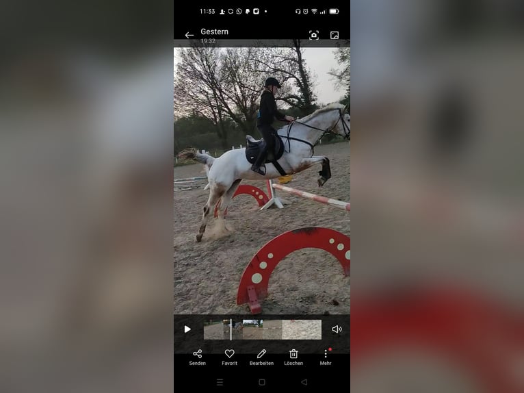 Appaloosa Stute 14 Jahre Red Dun in Hamm