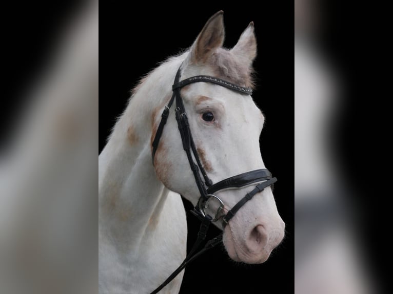 Appaloosa Stute 14 Jahre Red Dun in Hamm