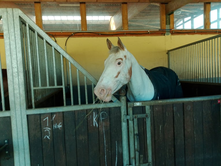 Appaloosa Stute 14 Jahre Red Dun in Hamm
