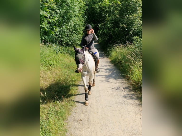 Appaloosa Stute 14 Jahre Red Dun in Hamm