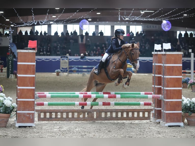 Appaloosa Stute 15 Jahre 143 cm Fuchs in Argenta