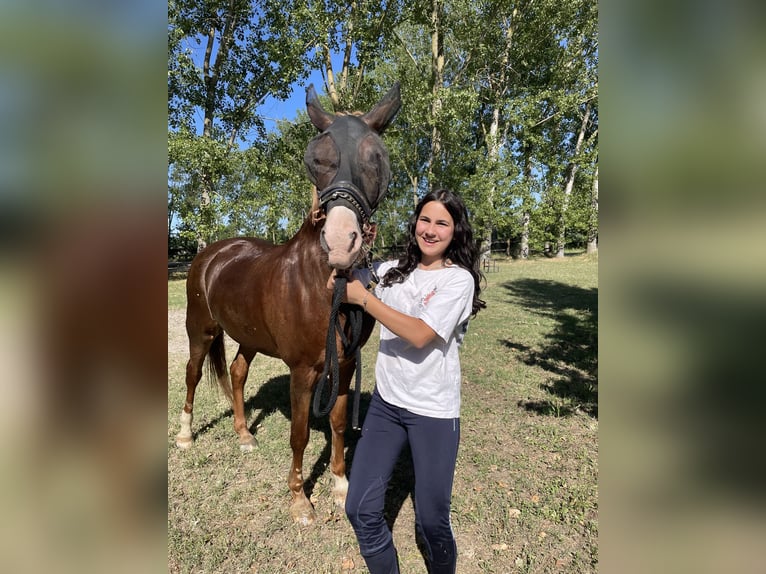 Appaloosa Stute 15 Jahre 143 cm Fuchs in Argenta