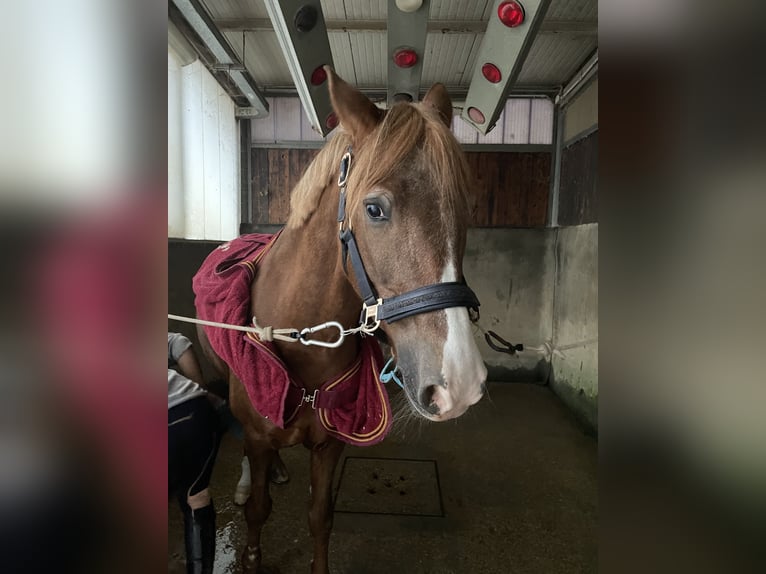 Appaloosa Stute 15 Jahre 143 cm Fuchs in Argenta