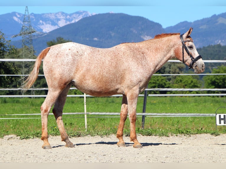 Appaloosa Stute 15 Jahre 147 cm Tigerschecke in Kirchbichl