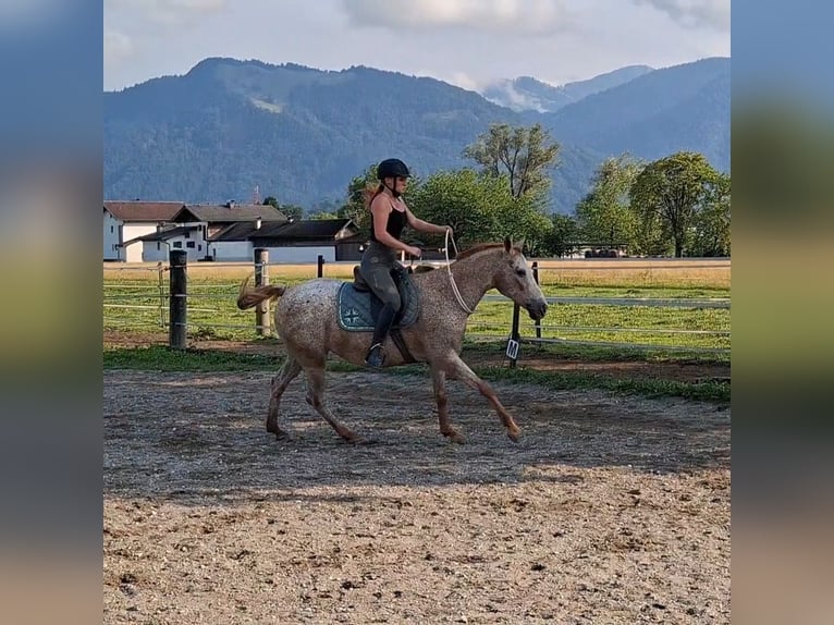 Appaloosa Stute 15 Jahre 147 cm Tigerschecke in Kirchbichl