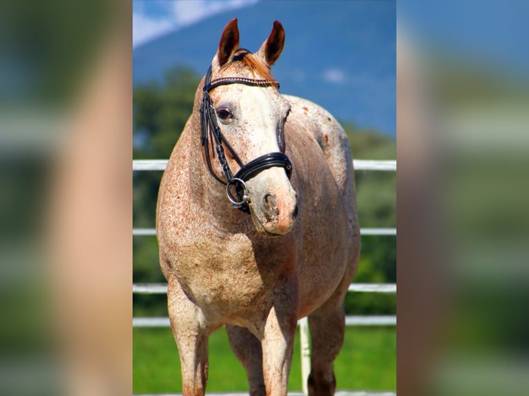 Appaloosa Stute 15 Jahre 147 cm Tigerschecke in Kirchbichl