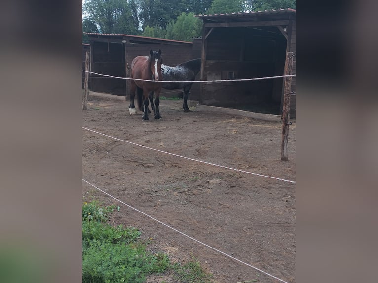 Appaloosa Stute 15 Jahre 148 cm Apfelschimmel in Pulheim