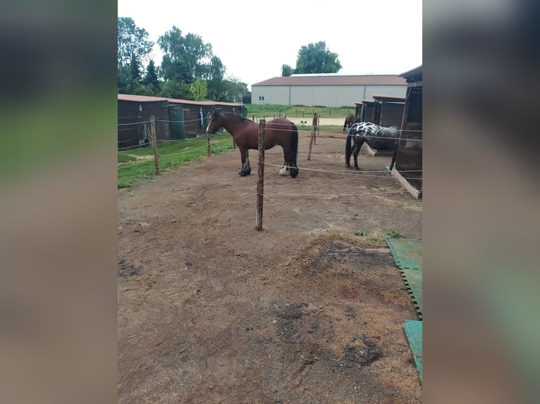 Appaloosa Stute 15 Jahre 148 cm Apfelschimmel in Pulheim