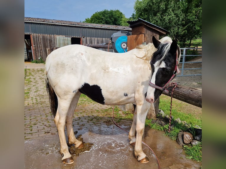 Appaloosa Mix Stute 15 Jahre 150 cm Schecke in Greifenstein