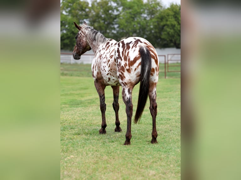 Appaloosa Stute 15 Jahre 152 cm in Forney
