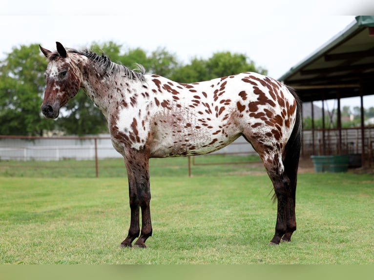 Appaloosa Stute 15 Jahre 152 cm in Forney