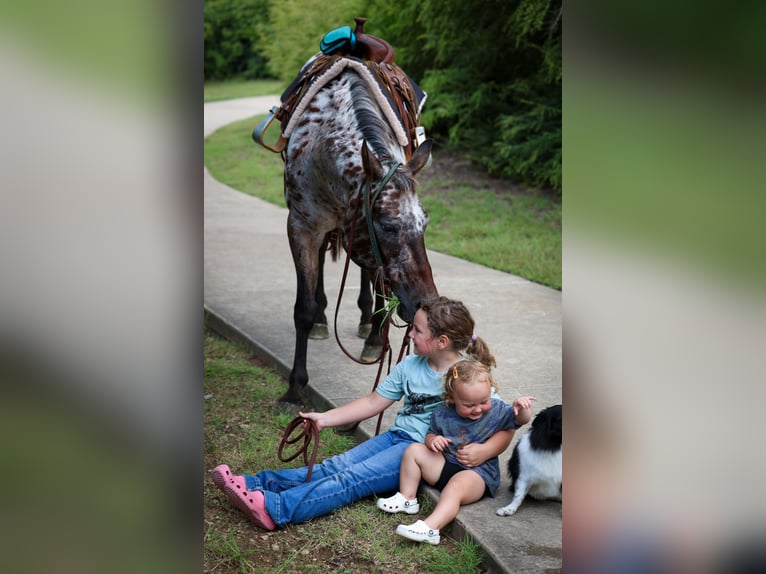 Appaloosa Stute 15 Jahre 152 cm in Forney