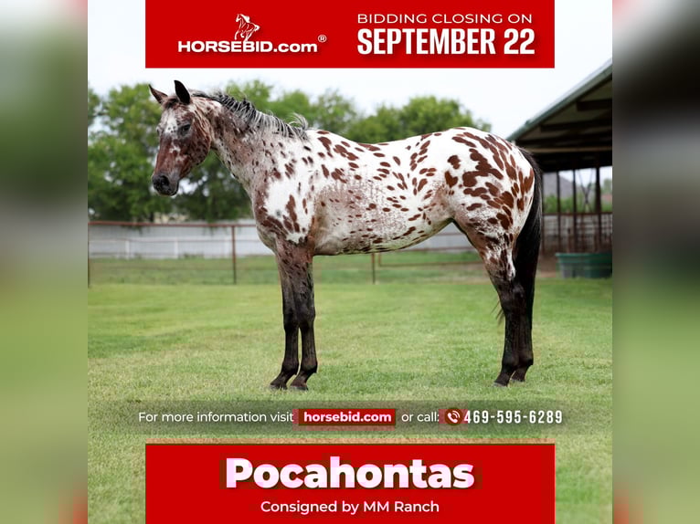 Appaloosa Stute 15 Jahre 152 cm in Forney