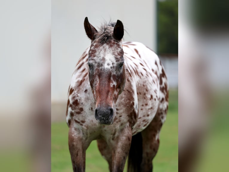 Appaloosa Stute 15 Jahre 152 cm in Forney