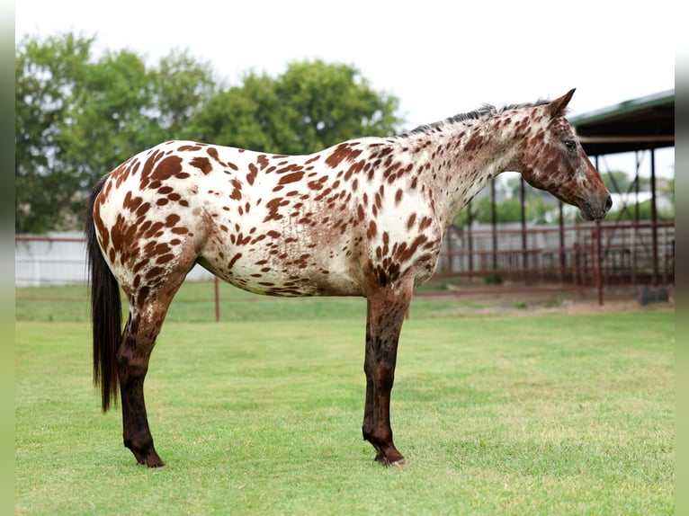 Appaloosa Stute 15 Jahre 152 cm in Forney