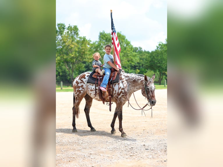 Appaloosa Stute 15 Jahre 152 cm in Forney