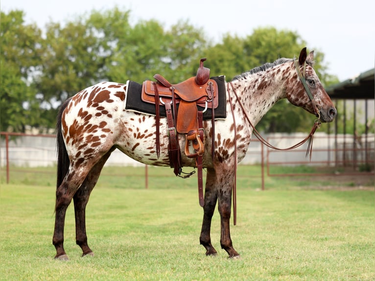 Appaloosa Stute 15 Jahre 152 cm in Forney