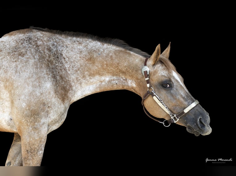 Appaloosa Stute 15 Jahre 153 cm  in Cremona