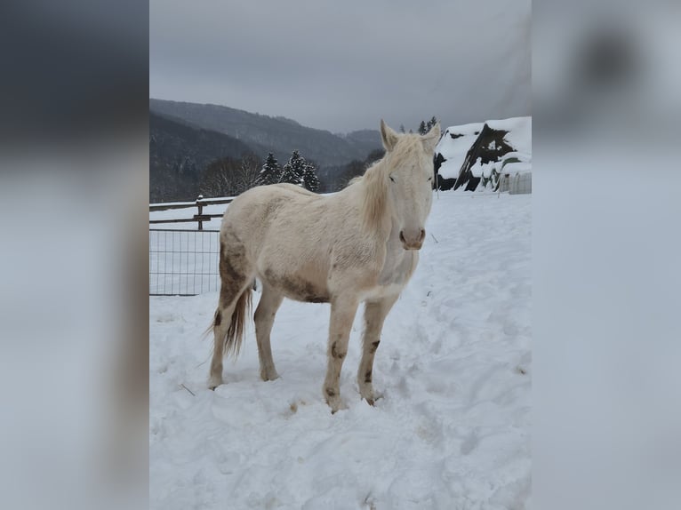 Appaloosa Mix Stute 15 Jahre 158 cm Tigerschecke in Söhrewald