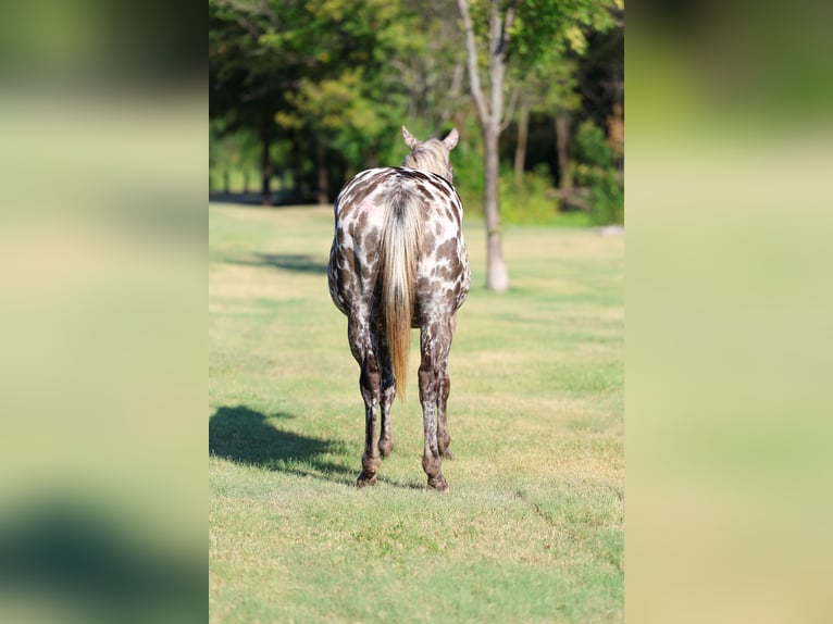 Appaloosa Stute 15 Jahre  in Terrell