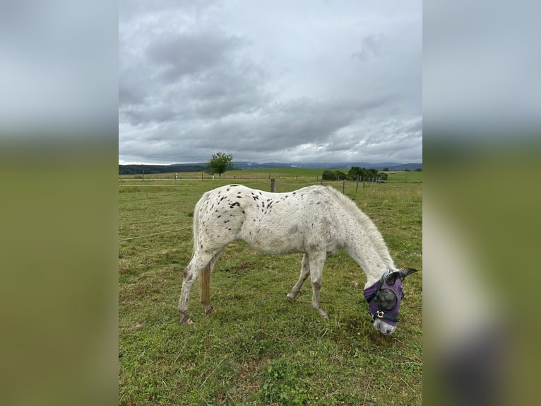 Appaloosa Stute 16 Jahre 136 cm  in Rheinfelden