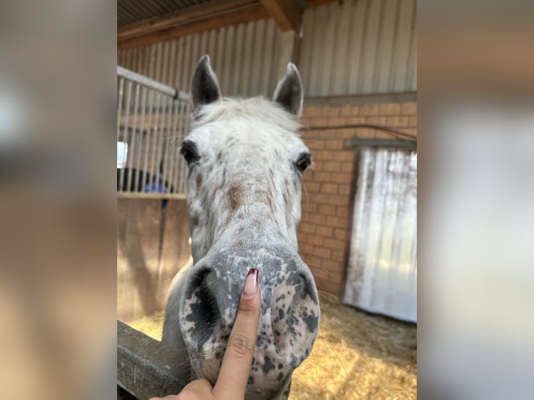 Appaloosa Stute 16 Jahre 137 cm  in Rheinfelden
