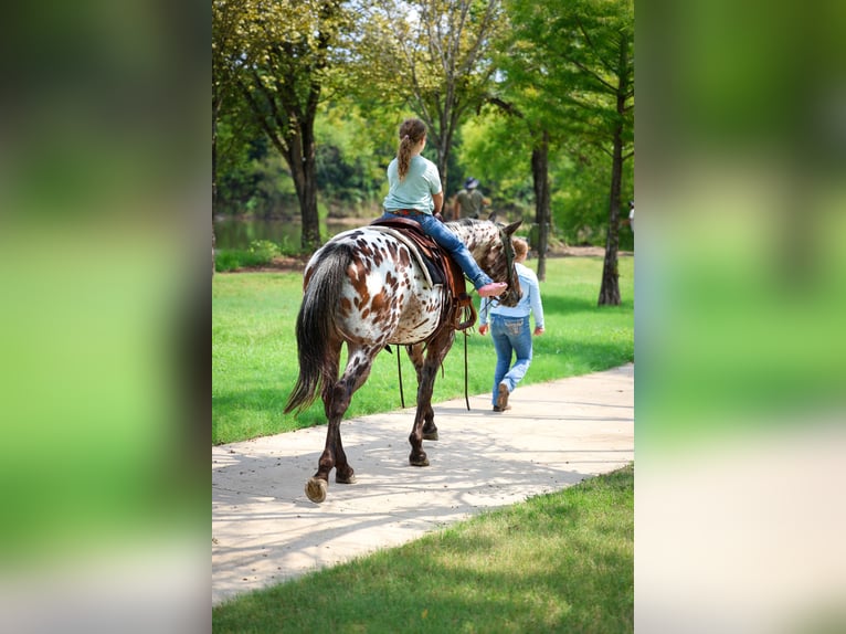 Appaloosa Stute 16 Jahre 152 cm in Forney
