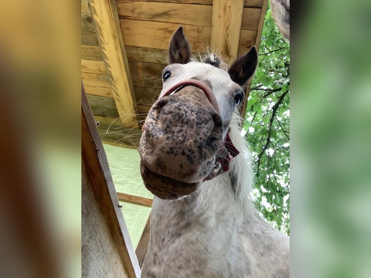 Appaloosa Mix Stute 17 Jahre 110 cm  in Altenberg