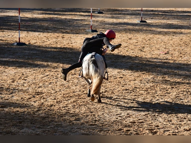 Appaloosa Mix Stute 17 Jahre 110 cm  in Altenberg