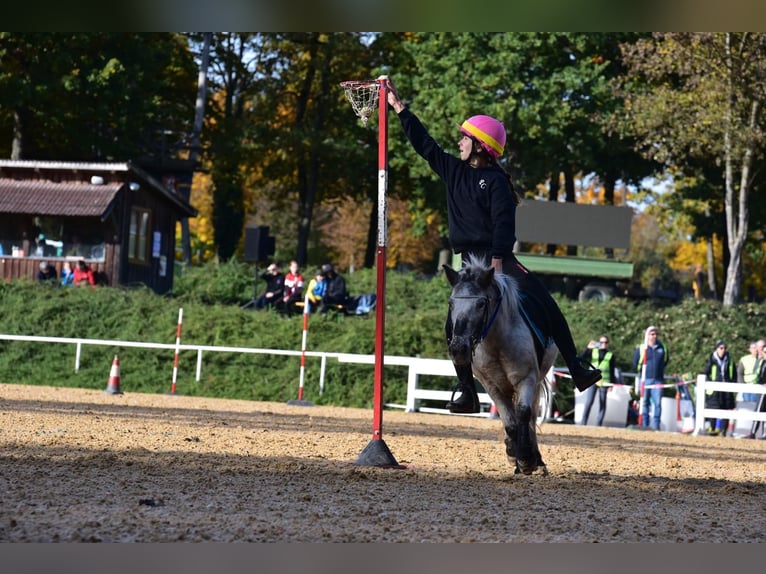 Appaloosa Mix Stute 17 Jahre 110 cm  in Altenberg