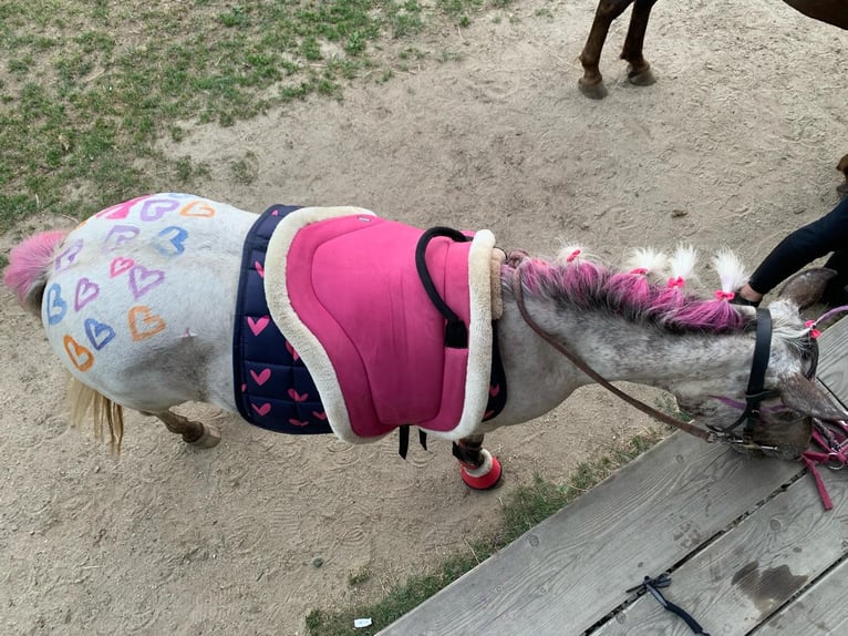 Appaloosa Mix Stute 17 Jahre 110 cm  in Altenberg