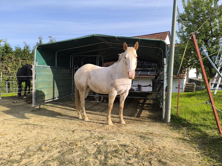 Appaloosa Stute 17 Jahre 152 cm Roan-Red in Hofgeismar