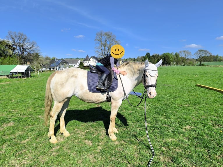 Appaloosa Stute 17 Jahre 152 cm Roan-Red in Hofgeismar