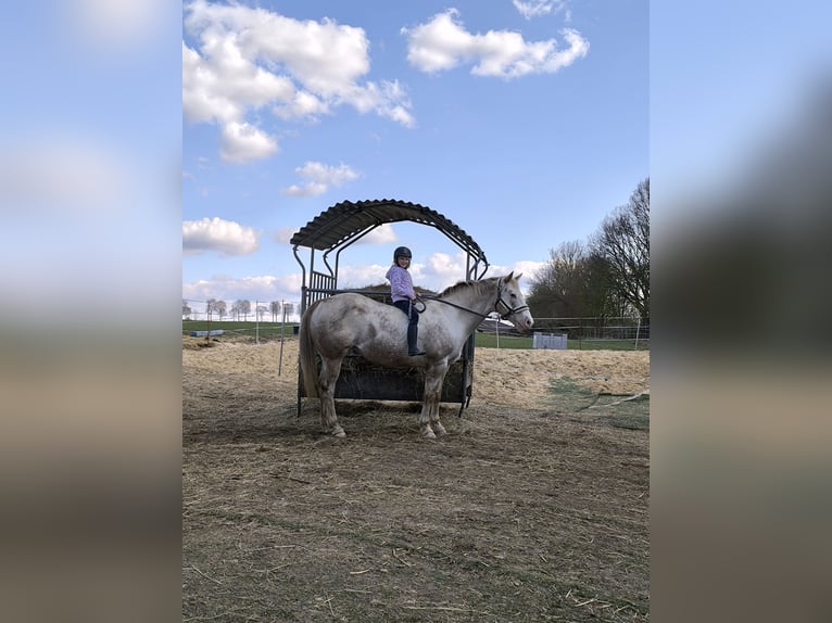 Appaloosa Stute 17 Jahre 152 cm Roan-Red in Hofgeismar