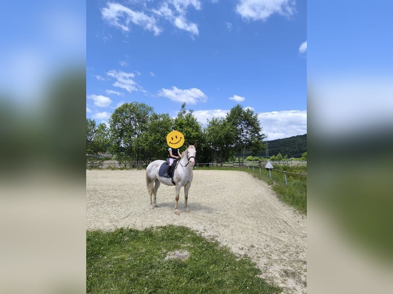 Appaloosa Stute 17 Jahre 152 cm Roan-Red in Hofgeismar