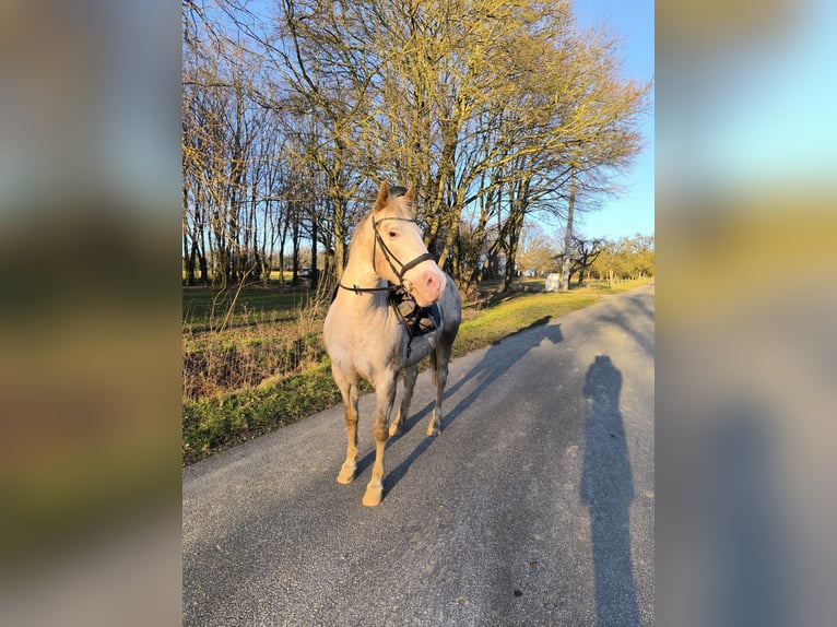 Appaloosa Stute 17 Jahre 152 cm Roan-Red in Hofgeismar