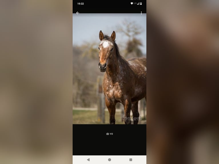 Appaloosa Stute 17 Jahre 155 cm Brauner in Blaubeuren