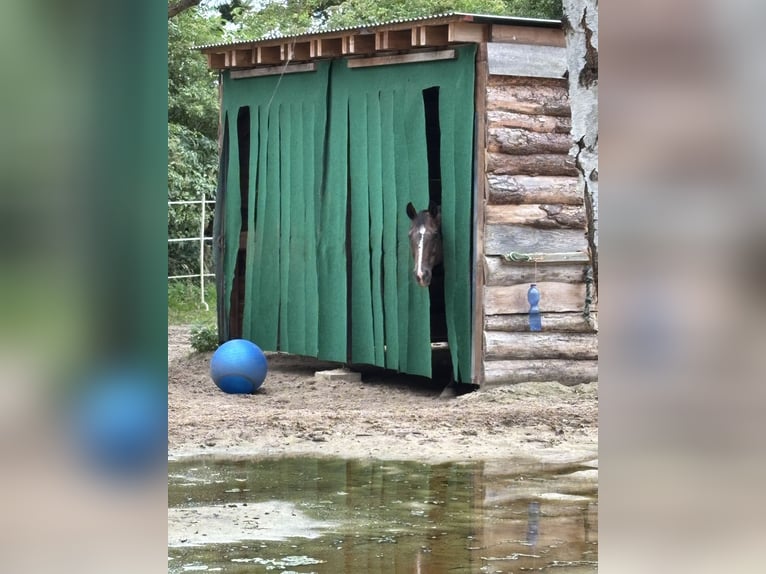 Appaloosa Stute 18 Jahre 150 cm in L&#xFC;bbow