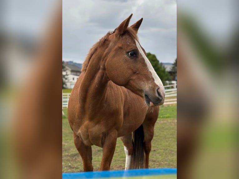 Appaloosa Stute 18 Jahre 155 cm Fuchs in Achenkirch