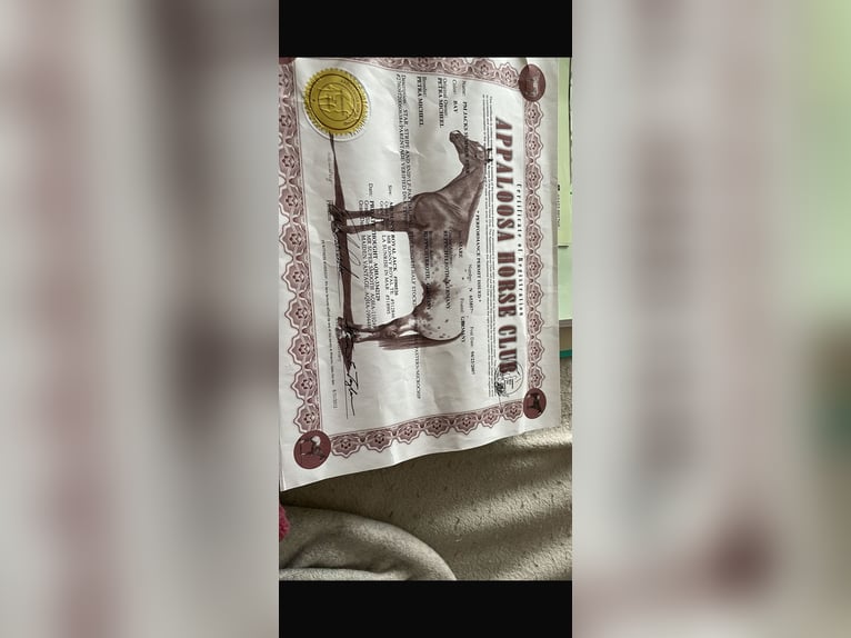 Appaloosa Stute 18 Jahre 160 cm Dunkelbrauner in Lindlar