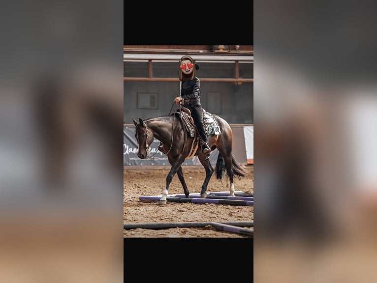 Appaloosa Stute 18 Jahre 160 cm Dunkelbrauner in Lindlar