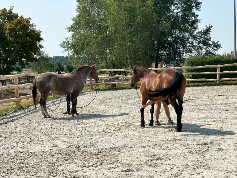 Appaloosa Stute 18 Jahre 160 cm Roan-Red in Scheinfeld