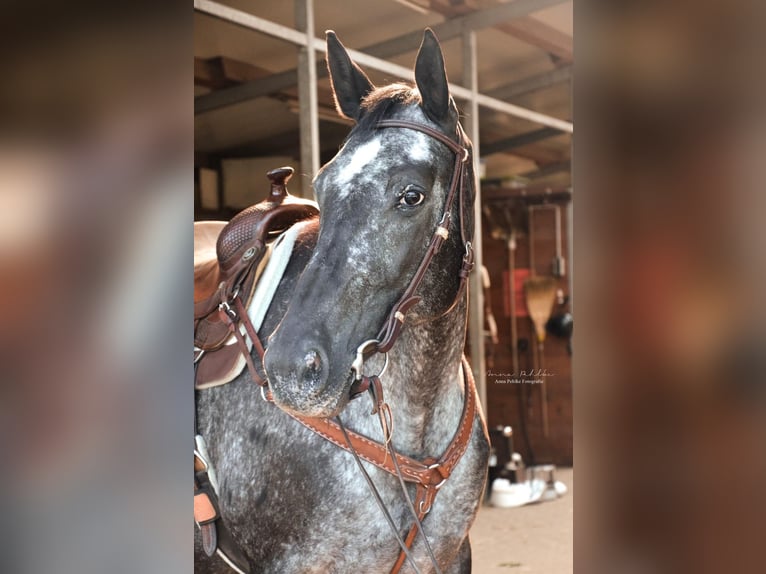 Appaloosa Mix Stute 18 Jahre 165 cm Tigerschecke in Engelsbrand