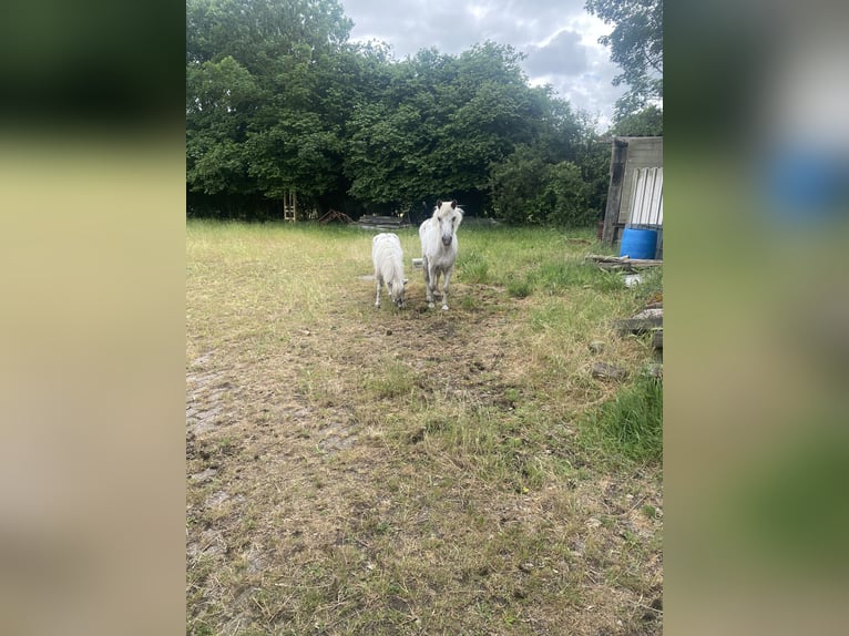 Appaloosa Stute 18 Jahre Tigerschecke in Kloosterzande