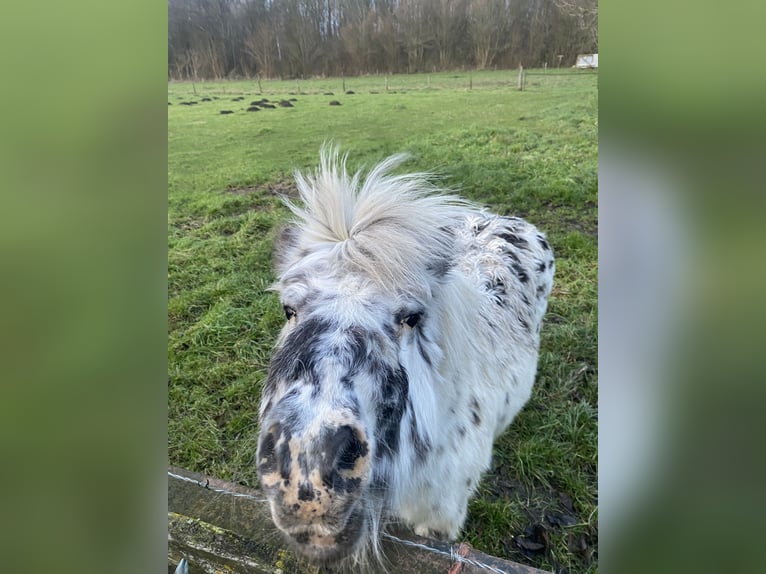 Appaloosa Stute 18 Jahre Tigerschecke in Kloosterzande