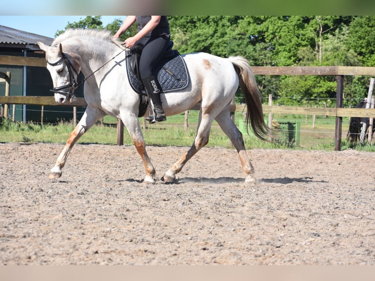 Appaloosa Stute 19 Jahre 148 cm Roan-Red in Achtmaal