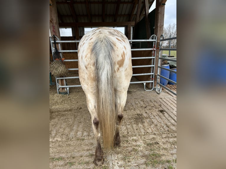 Appaloosa Stute 19 Jahre 164 cm Buckskin in Nördlingen